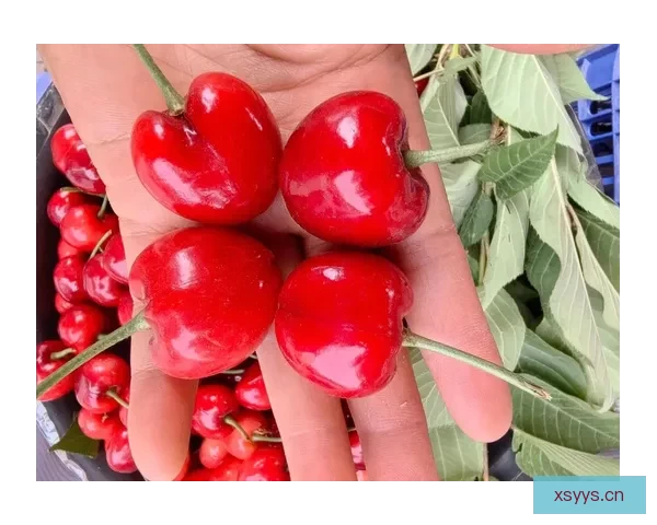 樱桃视频：不止于“红”，更在于“新”与“趣”